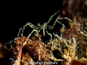 Discomposure. Sea Spider - Anoplodactylus sp. Chaloklum, ... by Stefan Follows 